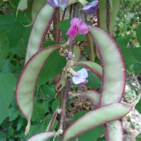 Lablab purpureus (L.) Sweet